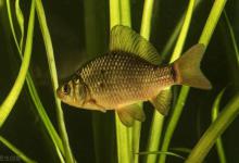 摇三摇钓鲫鱼如何调钓？