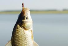 如何选择野钓钓位才能对上鱼有保证？