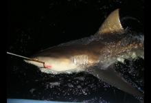 卡拉奇港搏鲨，足足3米多长，钓起来真是过瘾