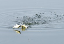 真正高明的钓鱼人，钓到了鲫鱼至少能得到三种乐子……