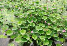 夏季的荷花水域也是好钓点，钓法在这里