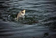 用麦粒可以钓鲫鱼和鲤鱼吗？