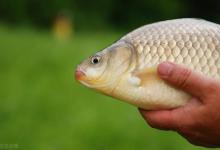 秋季如何钓鲫鱼？