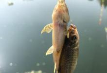 怎样打底窝才能让留鱼的时间更长？