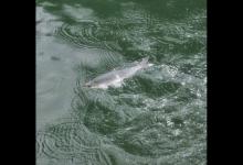 浮标的吃铅量既知，还用调标吗？