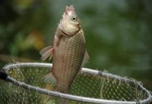 调标如何找底，如何知道饵料是否到底？