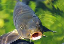 昨天鱼钓得好好的，今天怎么就停口了？可能是这几个原因