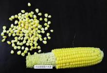 想轻松钓中大鱼？用好这4个玉米钓鱼实用技巧，连杆都有可能