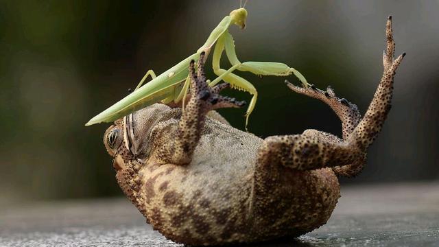 蟾蜍的药用_鱼类百科_爱钓鱼