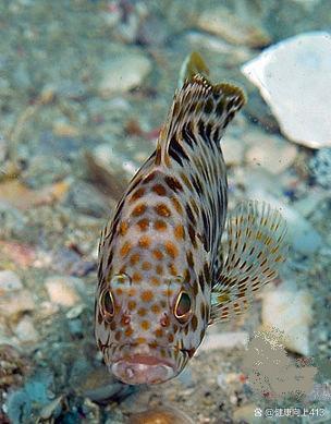 中国四大名鱼之一石斑鱼_鱼类百科_爱钓鱼