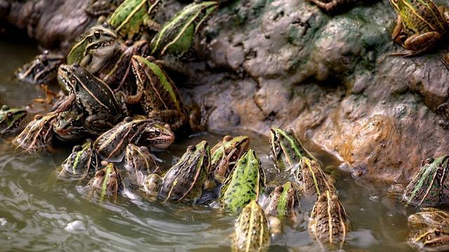 蛙的药用价值_鱼类百科_爱钓鱼