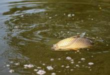 有鱼星/鱼泡，鱼不开口如何作钓