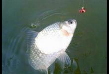 使用蚯蚓钓鱼小技巧