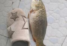 小鱼闹窝是啥意思？