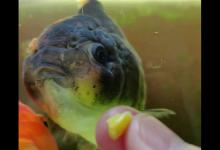 干玉米怎么做钓鱼窝料？软硬不重要，味道和个体大小才是关键