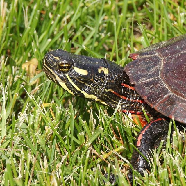 火焰龟可以吃鱼粮吗