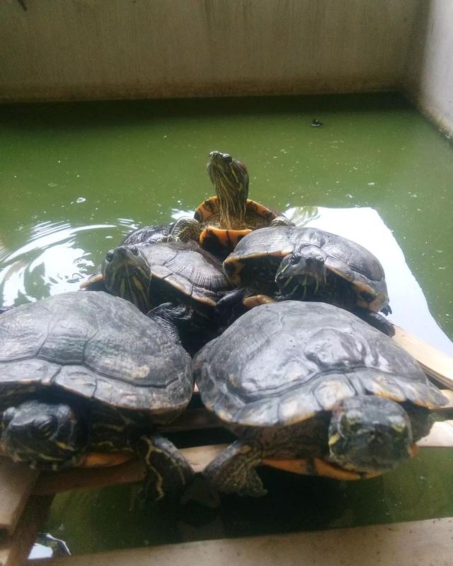 巴西龟能吃面包虫吗