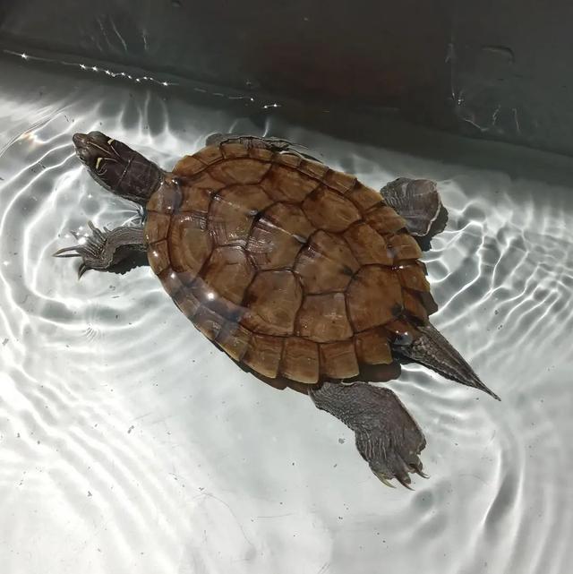 地图龟能和甲鱼一起养吗?