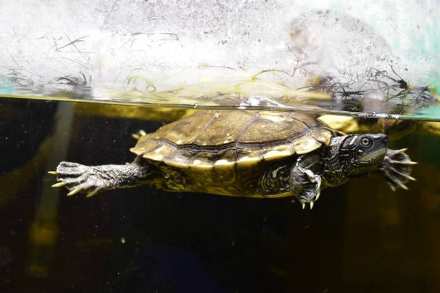 地图龟深水养不要晒台会不会溺水呢?