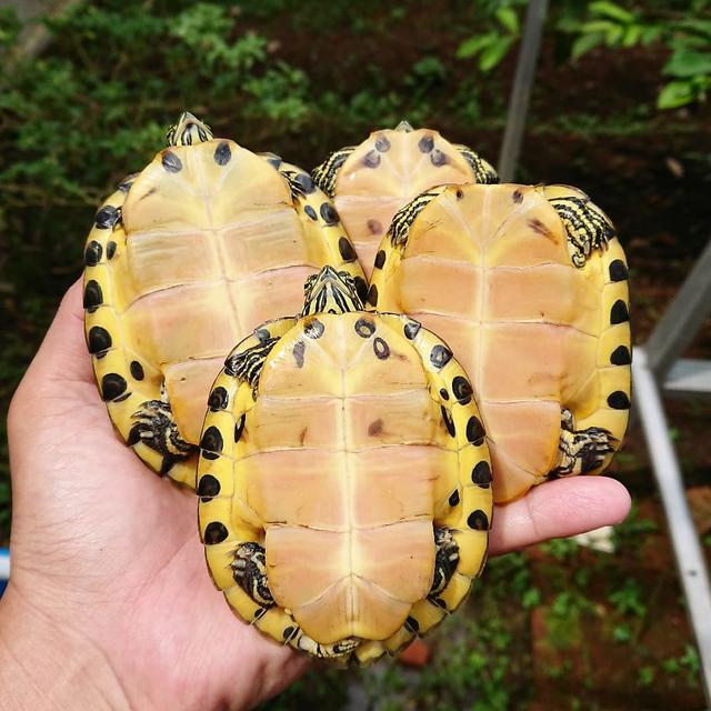 巴西龟和黄耳哪个好养呢?为什么?