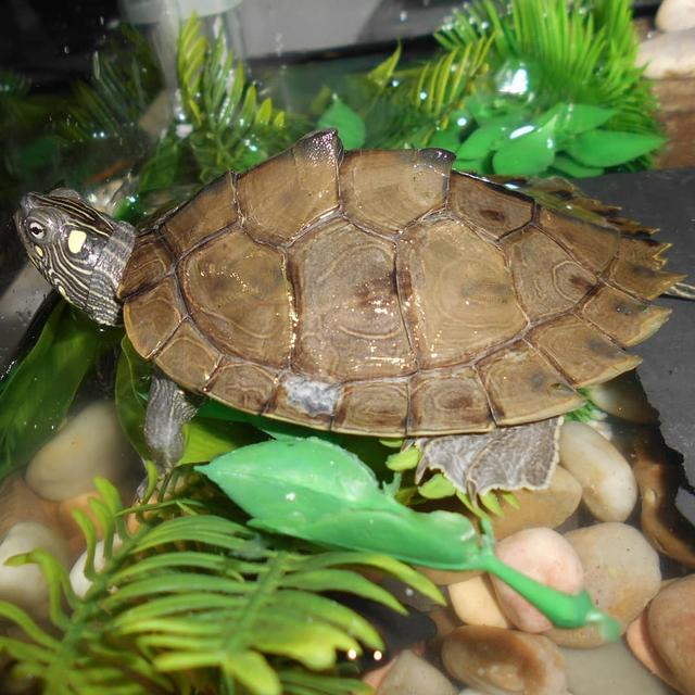 地图龟身上长白毛怎么回事?_宠物龟_爱钓鱼