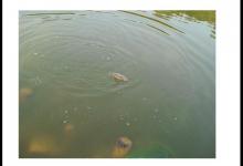 明明有鱼，不开口什么原因