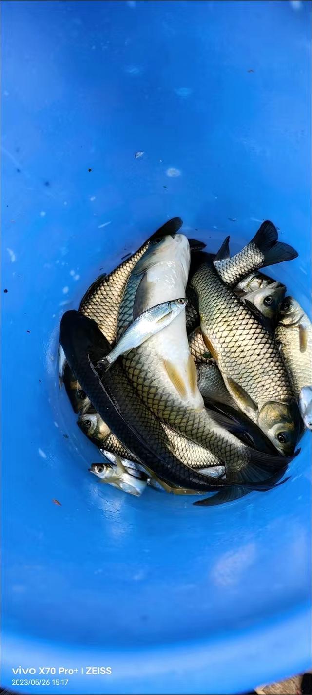 玉米叶钓草鱼你试过吗?