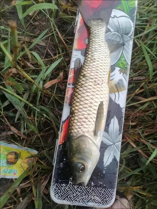 玉米叶钓草鱼你试过吗?