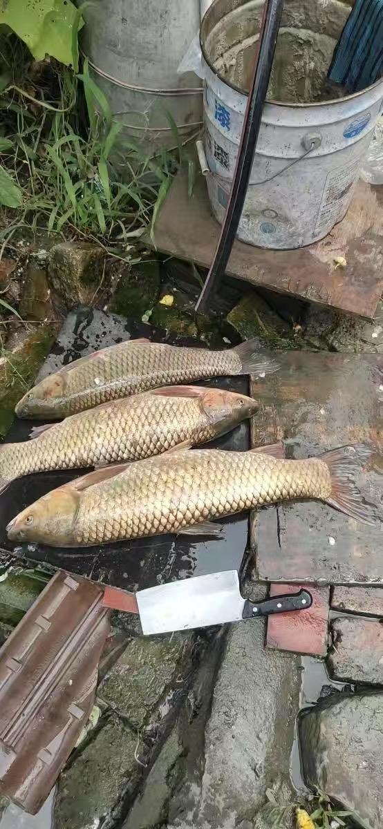 玉米叶钓草鱼你试过吗?