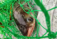 分享一下钓鲢鳙技巧