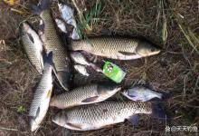 夏季钓不到鱼，未必是天气热，5个字概括了爆护秘诀