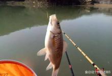 子线用粗了真的没口吗？夏季钓鲫鱼你会用多粗的子线？宁细勿粗？