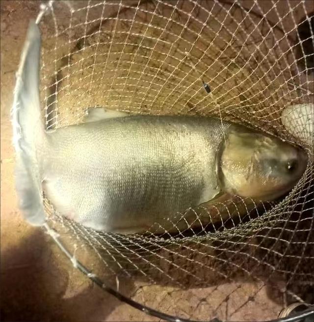 夜钓鲢鳙口不好?_钓鱼知识_爱钓鱼