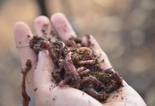 夏季就不适合用蚯蚓钓鱼了吗？