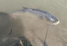 初秋钓鲢鳙的技巧