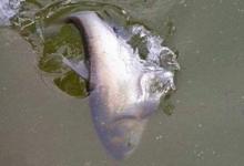 手杆钓鲢鳙提杆时机