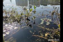 想要鲤鱼钓得多这三个习惯不能有