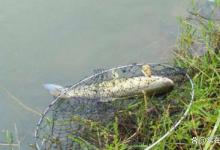 夏季钓好草鱼的方法，底浮兼顾大小通杀
