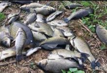 别浪费钱了这三种钩子便宜好用足够应对野钓所有的鱼情