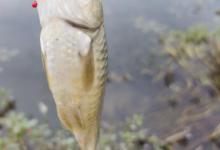 子线长短有乾坤看懂用对渔获多