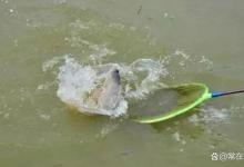 切线跑鱼总抱怨线细老钓友从容应对遇到大鱼心不慌