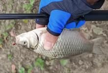 老钓鱼人的经验，一个小细节助你用好搓饵