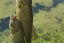 夏季野钓5钓5不钓事半功倍