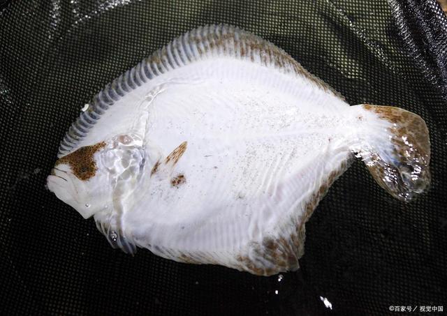 比目鱼为什么眼睛在一边