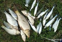 夏季钓鱼，2种钓法必须学会