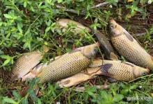 夏至过后野钓，气温越高，越要找这些地方