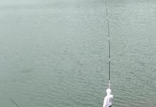 不同的鱼种吃饵的速度不同，如何把握提竿的时机在夏季尤为重要