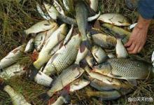 夏季钓鱼，饵料被小鱼“截杀”？试试这2种钓法