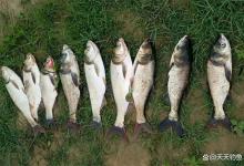 盛夏鲢鳙最好钓，常用这些招数，连竿很容易