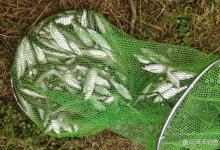 夏季钓白条，最佳方法不是全飞铅，而是这种民间钓法